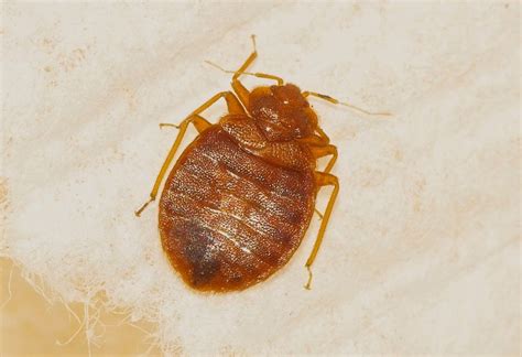 Contact information for sptbrgndr.de - Bed Bug Adults: Brownish, reddish in color, are about 5-7 mm (3/16-1/4 inch) long and look at lot like an apple seed. Nymphs: Smaller than adults and depending upon their nymphal stage, will range from the about the size of a sesame seed to slightly less than the size of an adult. Eggs: Very small and look like individual grains of sand.